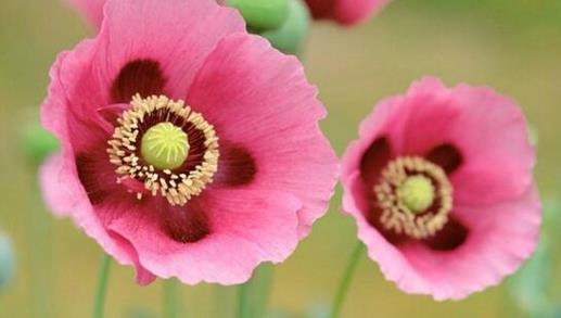 ڤ���Ļ���Ĵ����� ڤ���Ļ��ֱ������ĸ�