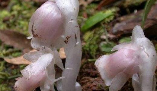 ڤ���Ļ���Ĵ����� ڤ���Ļ��ֱ������ĸ�