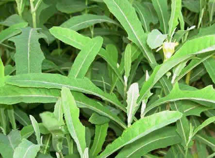 �������ͼƬ��ȫ �����ʲô��ͼƬ