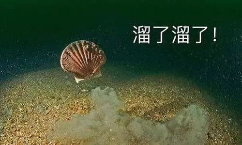 獐子岛扇贝逃跑事件来龙去脉 獐子岛为什么这么做