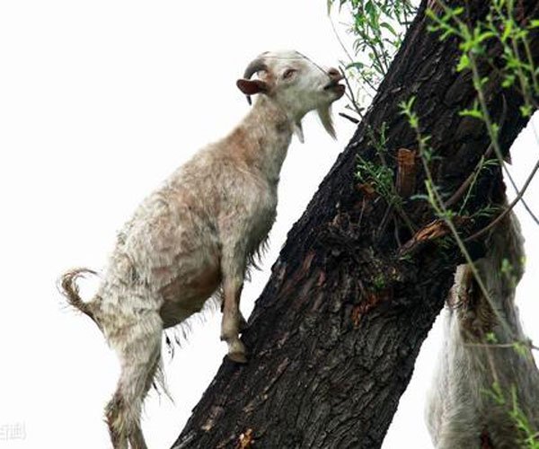 羊上树玩法是啥意思 不是高难度的新奇玩法