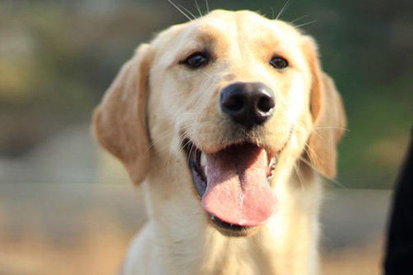 蜱虫狗的可怕图片 蜱虫狗清理后的照片