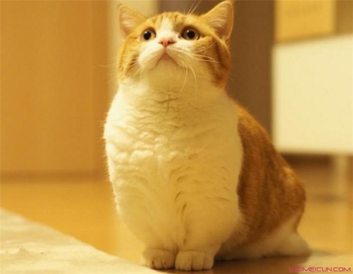 曼赤肯猫多少钱一只比较靠谱 被称作猫中柯基