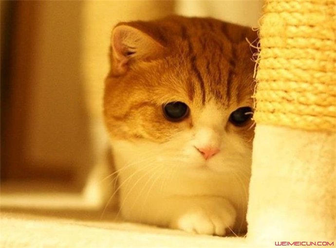 �����è����Ǯһֻ�ȽϿ��� ������è�п»�