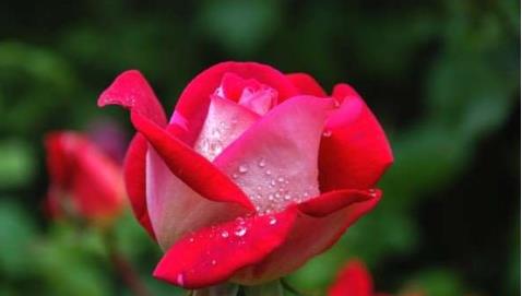 林忆莲结婚了吗 林忆莲现在的老公照片