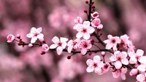 林忆莲结婚了吗 林忆莲现在的老公照片