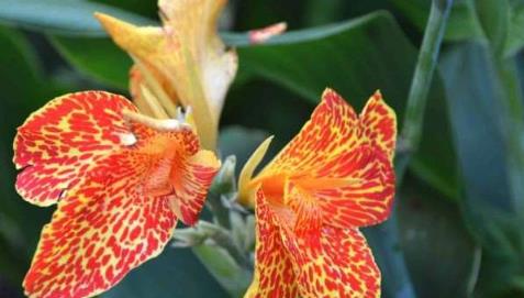 林忆莲结婚了吗 林忆莲现在的老公照片