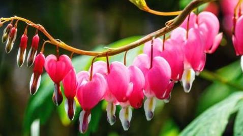 林忆莲结婚了吗 林忆莲现在的老公照片