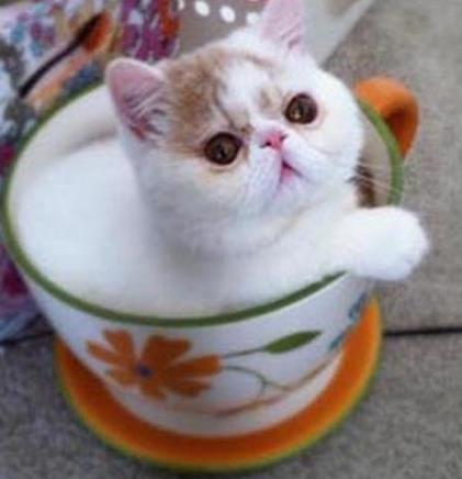 �豭è����һ���Ƕ����� �豭è����Ǯһֻ���