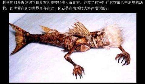 美人鱼什么样子图片 美人鱼的真正面目图片