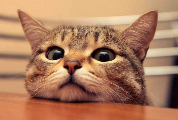 最近的虐猫事件 微波炉虐猫事件被判