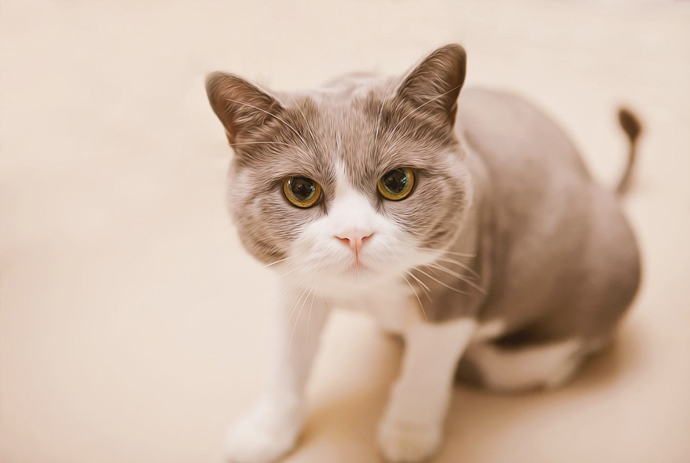 最近的虐猫事件 微波炉虐猫事件被判