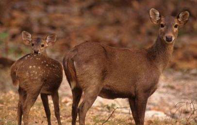 ��������˭����� ����ȪͶ���˺�������