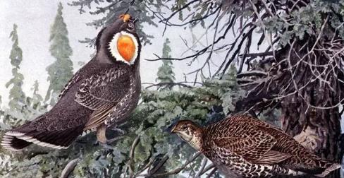 ��������˭����� ����ȪͶ���˺�������