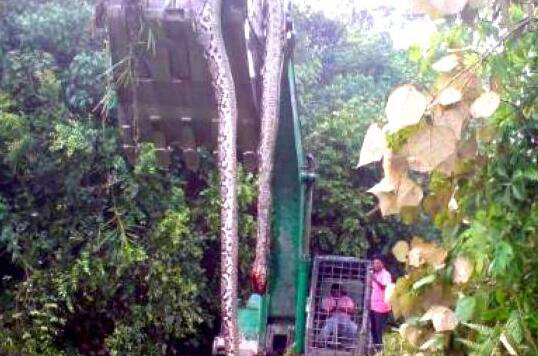 广西桂平挖蛇事件真相 蛇的长度长达十几米