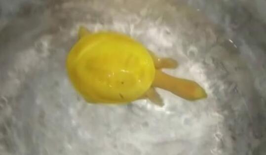 ���������ĵ��Ϲ���˭ ����Դ�������Ƿ�����