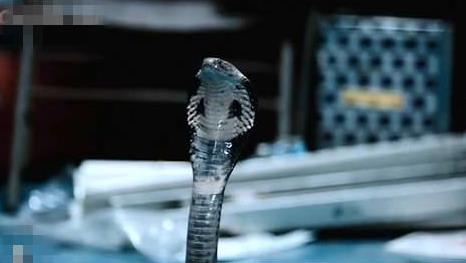 蛇的恐怖片十部推荐 小时候看的关于蛇的恐怖片