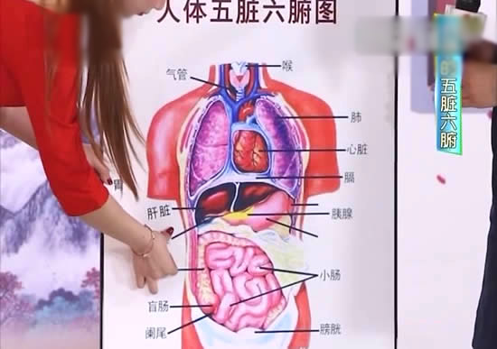 人内脏位置分布详图 人体内脏分布图画高清
