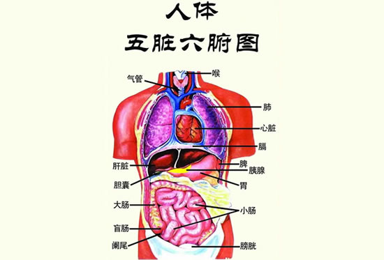 人内脏位置分布详图 人体内脏分布图画高清