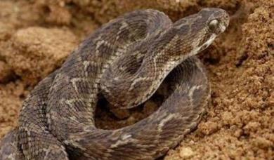 ����幺Ϳ�ѩ�����̸�������� ��ѩ������ʷ��ô����