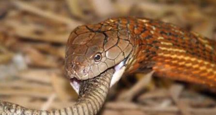 ����幺Ϳ�ѩ�����̸�������� ��ѩ������ʷ��ô����