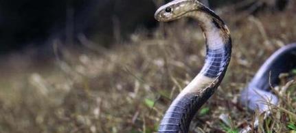 ����幺Ϳ�ѩ�����̸�������� ��ѩ������ʷ��ô����