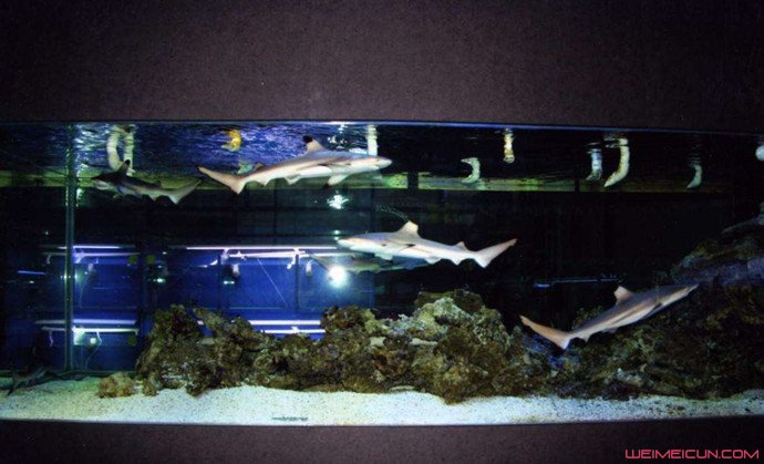 柠檬鲨可以家养吗 柠檬鲨吃人吗?