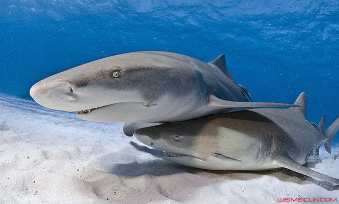 柠檬鲨可以家养吗 柠檬鲨吃人吗?