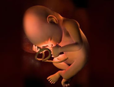 ������ʮ��̥��ͼƬ���� ������ʮ��̥�����ע������