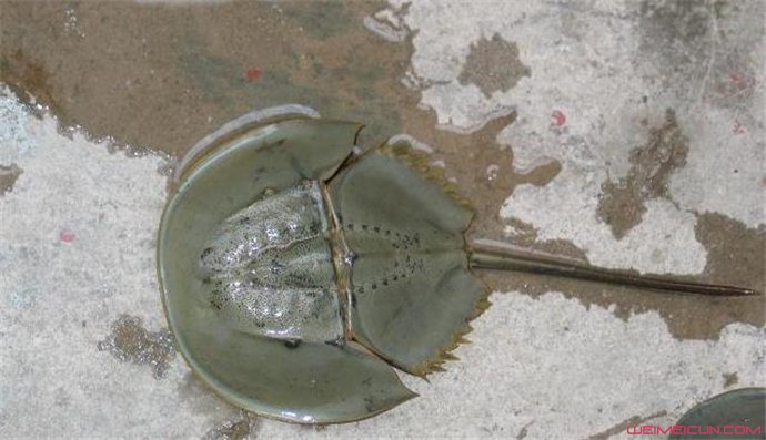 Բβ�����л��׵����� ���ǳ�ϸ�ڵĵط�