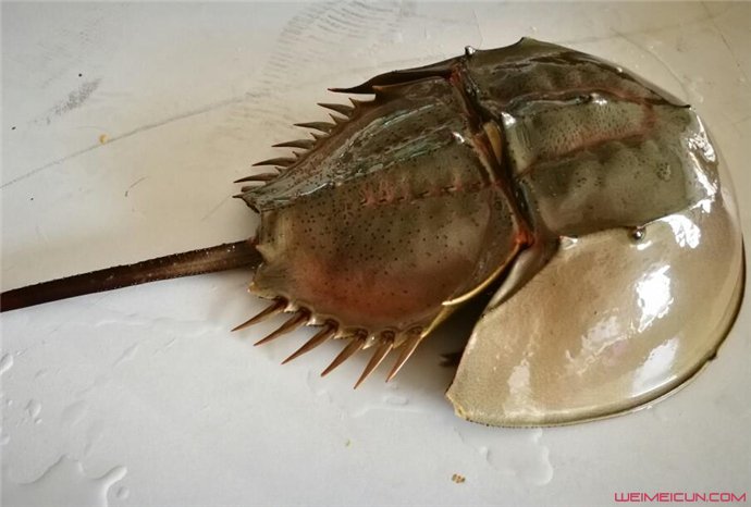 Բβ�����л��׵����� ���ǳ�ϸ�ڵĵط�