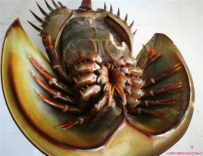 Բβ�����л��׵����� ���ǳ�ϸ�ڵĵط�