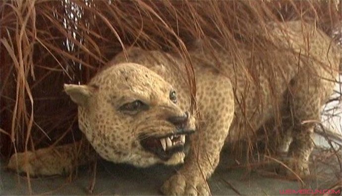 ɣ���Ͷ�����ʲô����� ɣ���Ͷ����ж�����