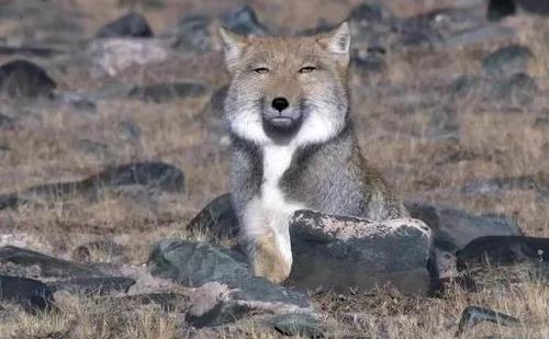 狐狸之窗的危险 狐狸之窗真的看得到鬼