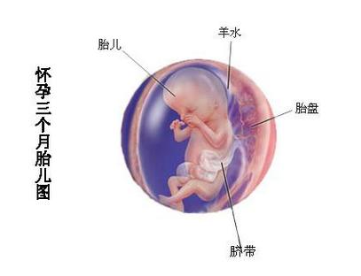 ����������̥��ͼ �����������µ�̥��ͼƬ����