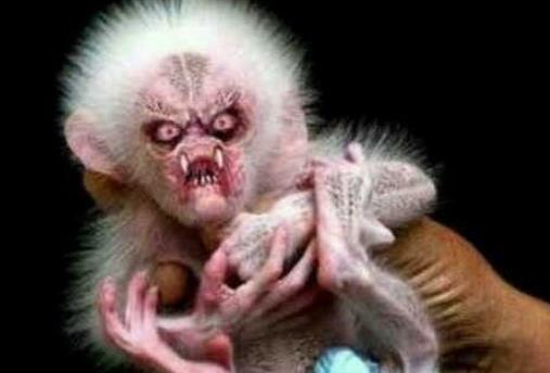 水猴子水鬼到底长什么样 真实水猴子水鬼图片