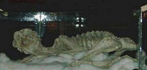 水猴子水鬼到底长什么样 真实水猴子水鬼图片