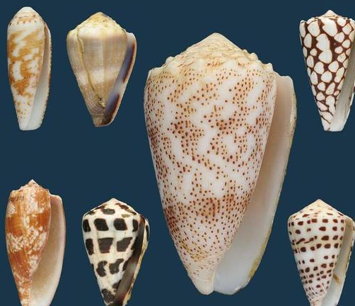 鸡心螺死了还有毒吗 鸡心螺可以吃吗