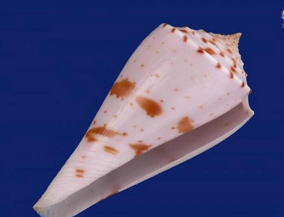 ���������˻��ж��� �����ݿ��Գ���