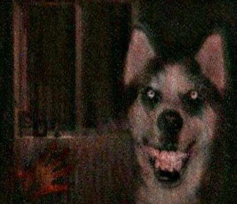 smile dog���������� ΢Ц���ֲ�ͼƬ��ȫ