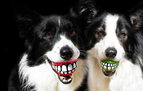 smile dog���������� ΢Ц���ֲ�ͼƬ��ȫ