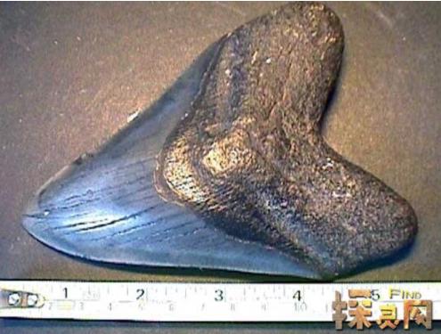 �޳�����������ж�ֲ� ����ʷ����ǿ��������