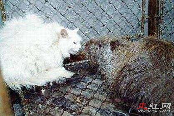 黑龙江发现三十多斤大老鼠 太可怕了比猫都要大