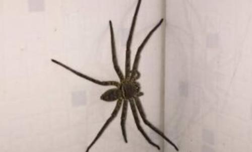 ���г�����10��֩���ж��� ʮ�󳣼�������֩��