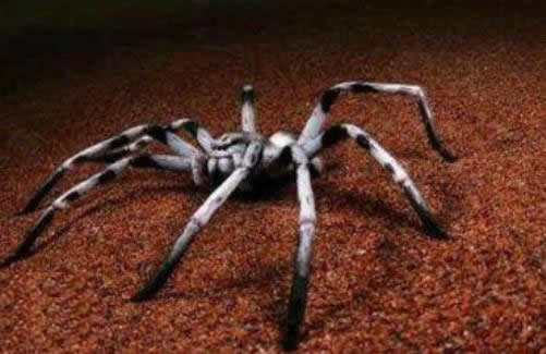 ���г�����10��֩���ж��� ʮ�󳣼�������֩��