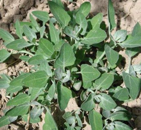 ʲô���ĻһҲ˲��ܳ� ���ܳԵĻҲ�ͼƬ