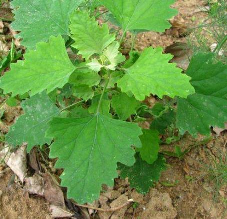 ʲô���ĻһҲ˲��ܳ� ���ܳԵĻҲ�ͼƬ