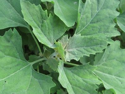 ʲô���ĻһҲ˲��ܳ� ���ܳԵĻҲ�ͼƬ