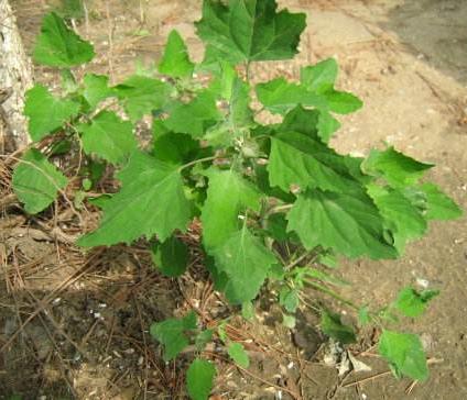 ʲô���ĻһҲ˲��ܳ� ���ܳԵĻҲ�ͼƬ