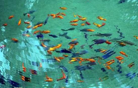 Сʯ̶����ʵ�Ǹ������� Сʯ̶��ϸ˼����